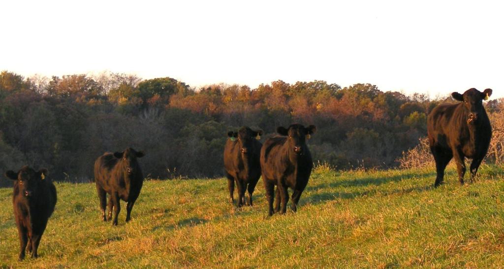 Timber Ridge Cattle - 5 Heifers